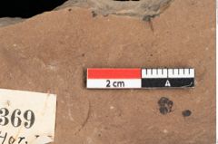 Foto (Detailansicht) von Phragmites oeningensis Braun (NHMW-GEO-2024-0188-0369)